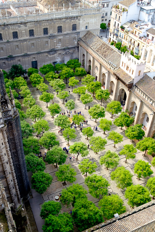 Orderly trees in courtyard of Seville Cathedral