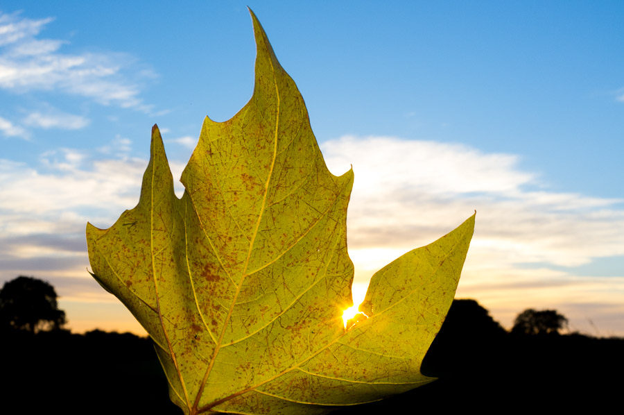 Leaf