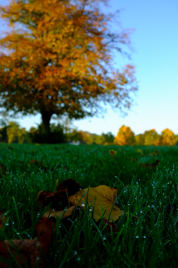 Autumn morning