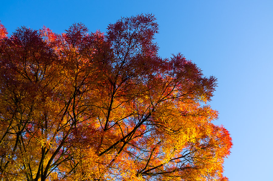 Autumn colours