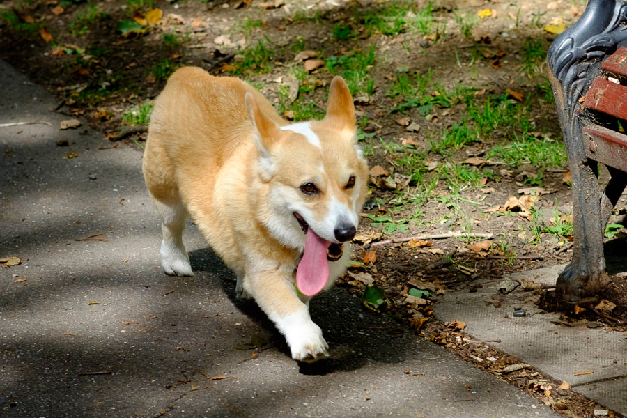 Corgi!