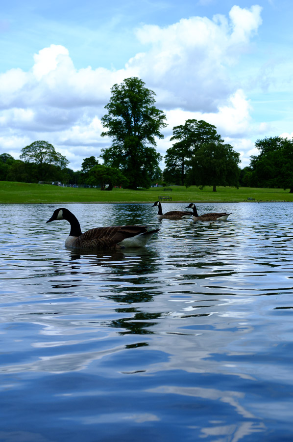 St Albans Verulamium Park