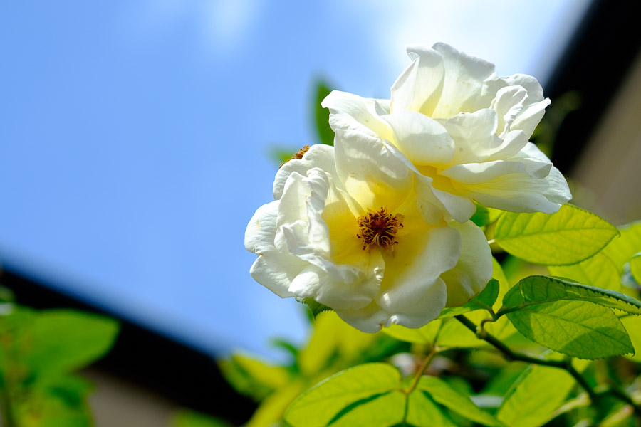 Late summer white rose