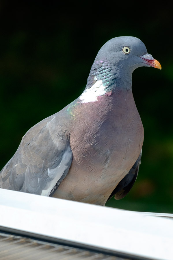 Pigeon on my roof