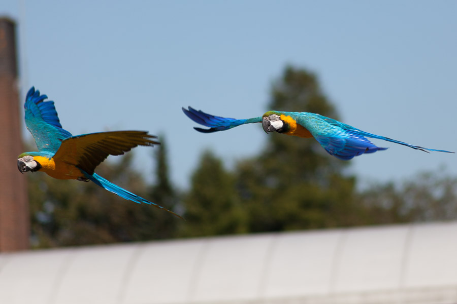 Parrots