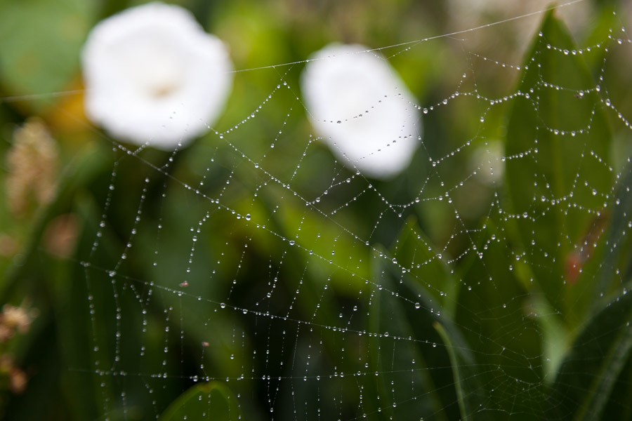 Spider web