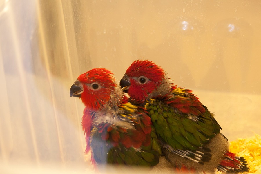 Baby parrots