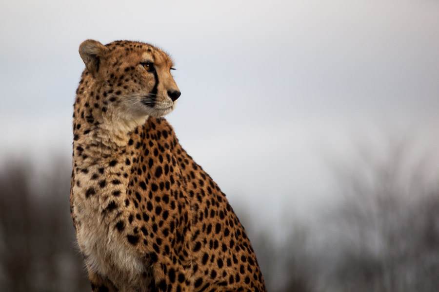 Contemplating (Cheetah)